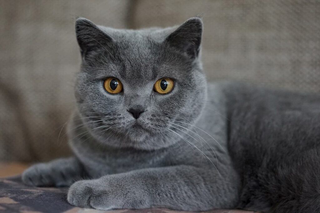 Gray cat reclining