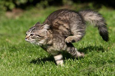 grey tiger cat zooming outside