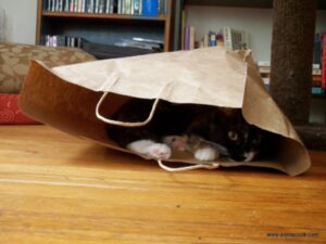 Cat in bag