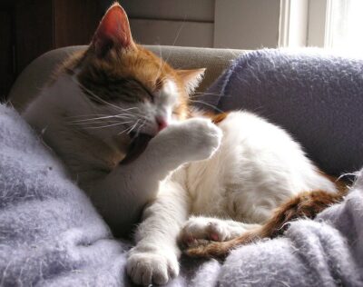 White & orange cat bathing