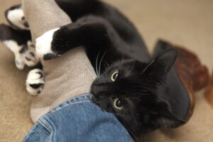 black caat biting owner's foot
