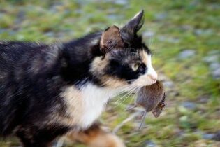 black & white cat carrying mouse