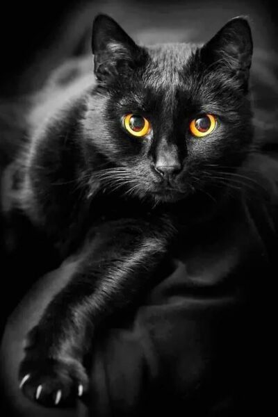 Portrait of black cat