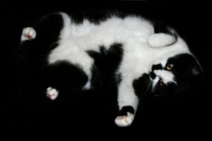 Black & white cat showing tummy