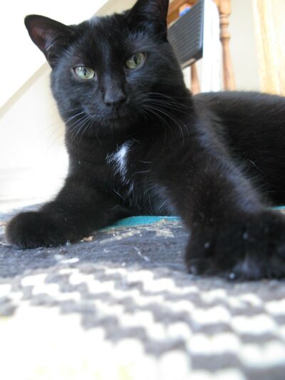 Handsome black cat