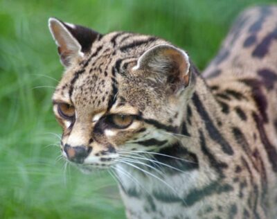 head of margay cat