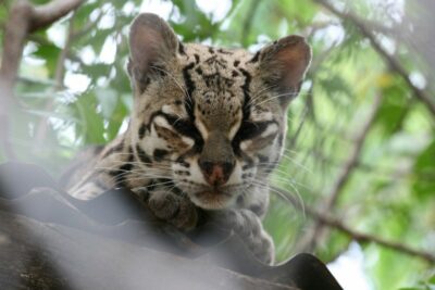 Margay cat peering over branch