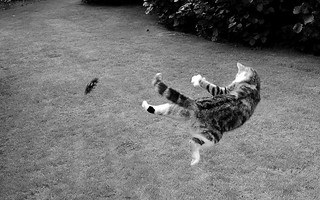 Cat jumping