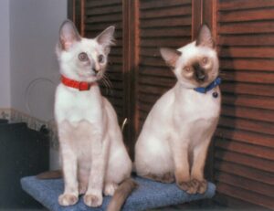 Two Balinese cats
