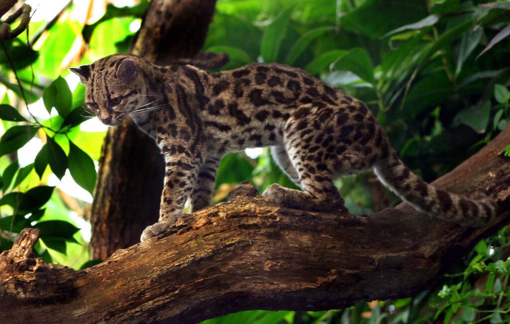 Margay cat standing on brancj