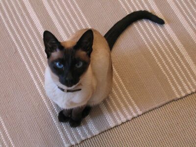 Siamese cat sitting