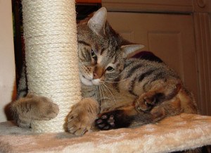 Cat hugging scraatching post