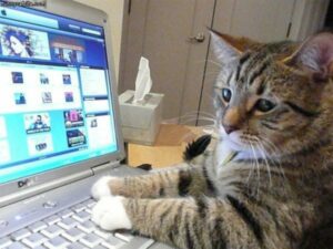 Cat on computer