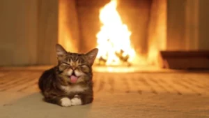 Cat lying with back to fire