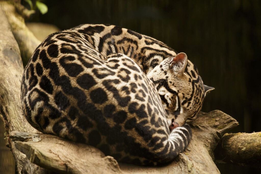 Margay sleeping on tree branch