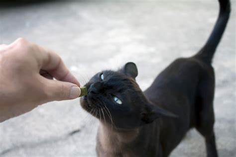 Black cat getting a treat