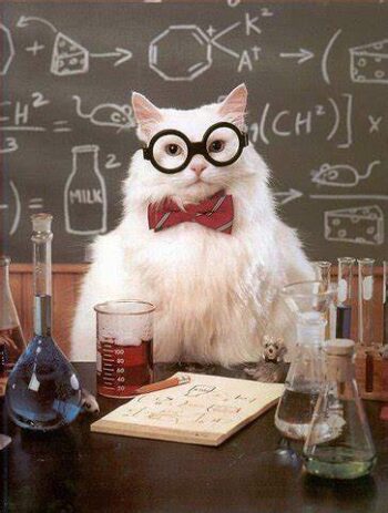 White cat "professor"