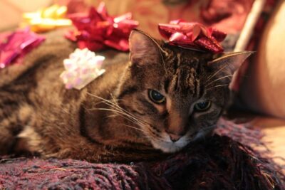 Cat dressed in many bows