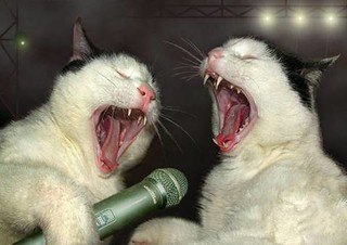 Two black and white cats singing on a mic