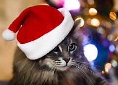 Cat in santa hat