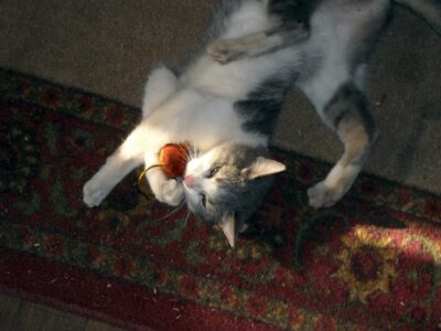 cat playing with toy mouse