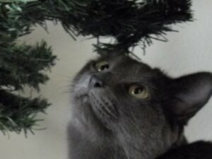 Grey cat gazing into tree