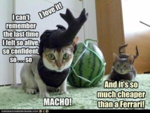Cats in costumes loving their experience