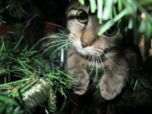 Grey cat in Christmas tree