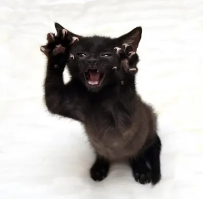 Small black cat showing claws and teeth