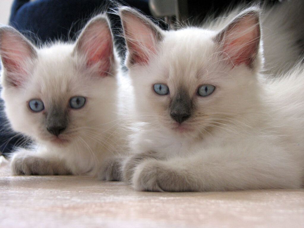 Two ragdoll kittens