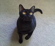 Bombay cat, sitting, looking up