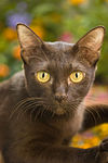 Head and shoulders of Burmese cat