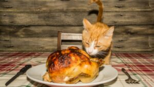 Orange cat ready to eat turkey