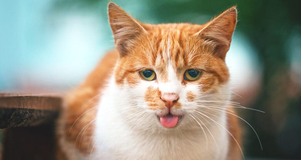 Orange cat panting