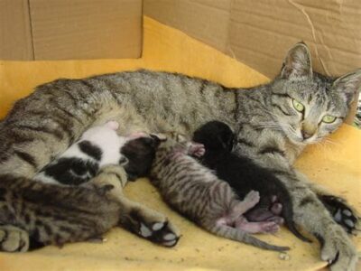 mother cat with nursing kittens