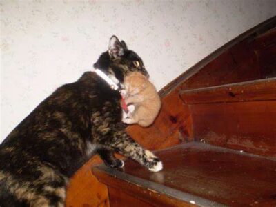 Mama cat carrying kitten upstairs