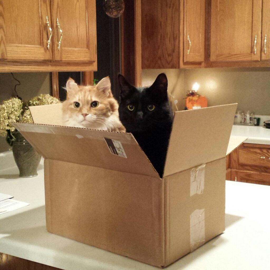 two cats in one box
