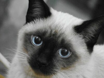 Face of Siamese cat