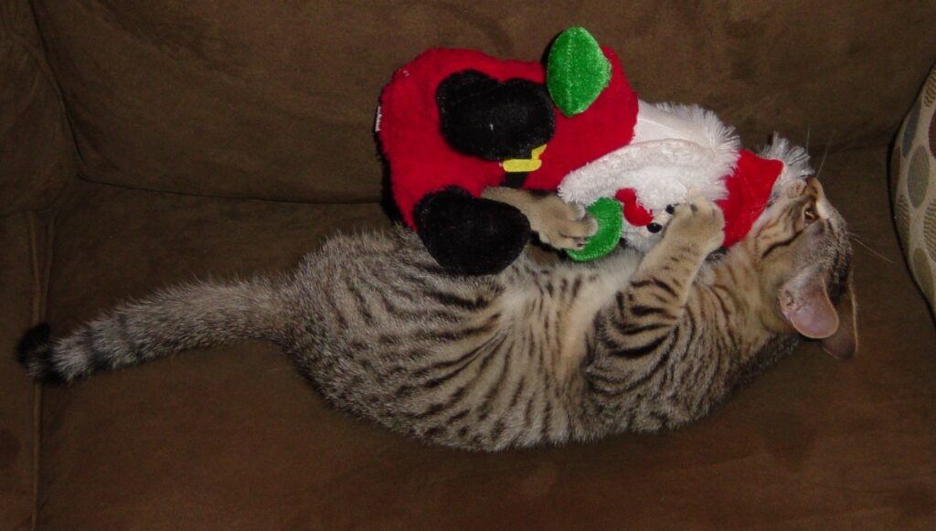 Grey tiger cat beating up toy santa