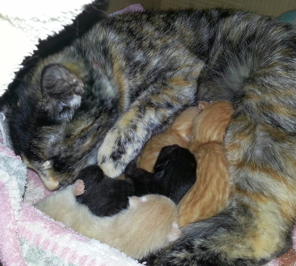 Mother cat cuddling with her kittens