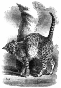 Drawing: cat rubbing against leg
