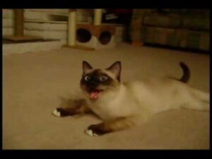 Siamese cat panting