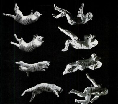 Cat and astronaut self-righting in air