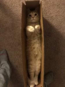 Orange cat squeezed into narrow box