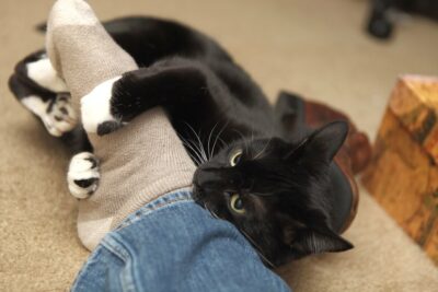 black cat biting leg