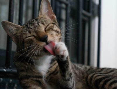 Cat washing self