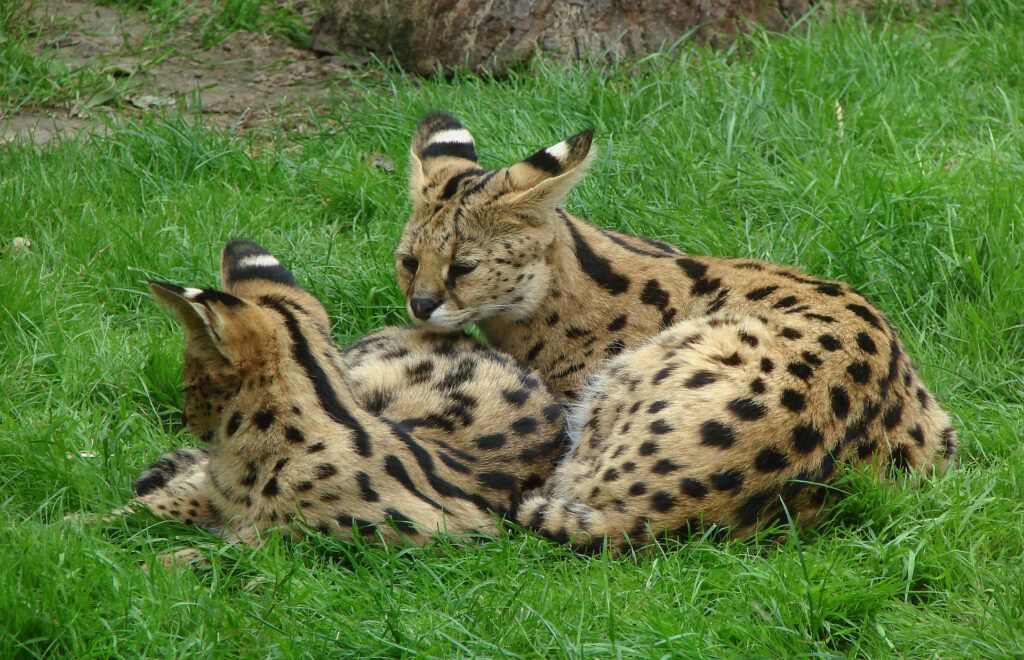 Serval mother and young one