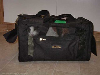 Cat in airline cat carrier