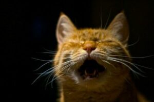 Orange cat, yelling