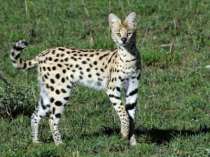 leucistic serval